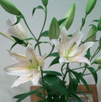 milkchocomama's profile picture. 嵐の大野さん・森大輔さん・タダシンヤさん・aikoさん・秦基博さん・いろんな音楽聴きます。ＪＡＺＺも好き。特にピアノ男子が好き。美術館巡りもします。お気に入りは奈良美智さん。。アンティーク・ステンドグラス・ファイヤーキング・絵本・雑貨・・・・・・この歳になってもお気に入りいっぱいの主婦♪　娘の夢を密かに応援してます。