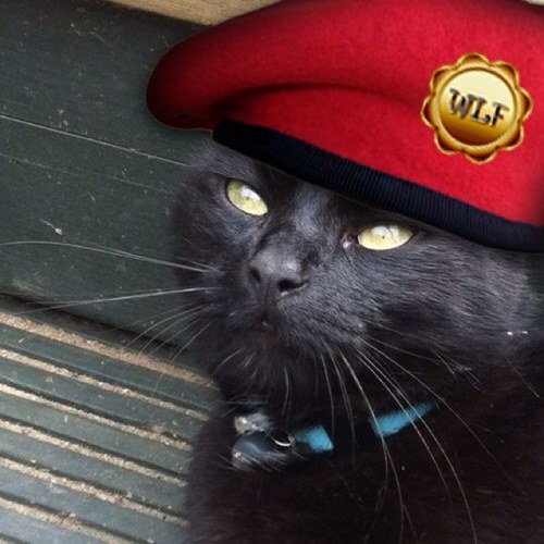 I am a Welsh cat with mystical powers and of course I am the poshest of all paws! Now a proud member of #wlf