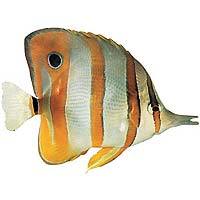 aquamannyc's profile picture. Aquarium designer , custom installation and maintenance in NYC