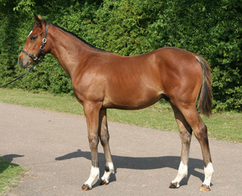 love horse racing (frankel best horse of all time) soccer, boxing and goin gym