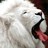 safi_almesh3r's profile image
