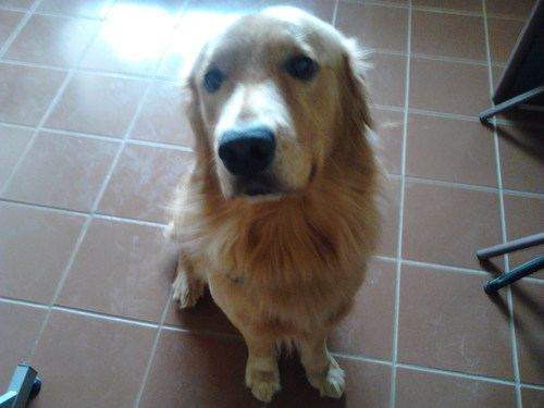 OG812's profile picture. ULA Mérida- Mérida