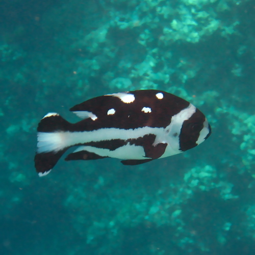 tentuck7's profile picture. 