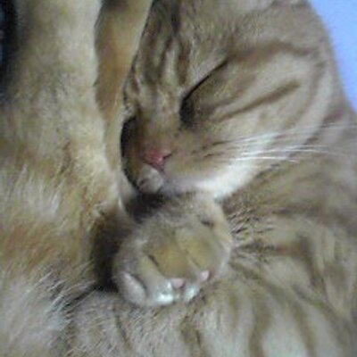 Nekonabe Wot おめでとうございます あなたはフレンド招待プログラムで募集担当者になりました 新手の詐欺かと思った 営業は仕事だけでno Thank You Http T Co Uelvqhpw3w