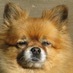 Cindy (@foxpom) Twitter profile photo