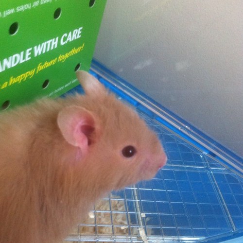 Jess the hamster