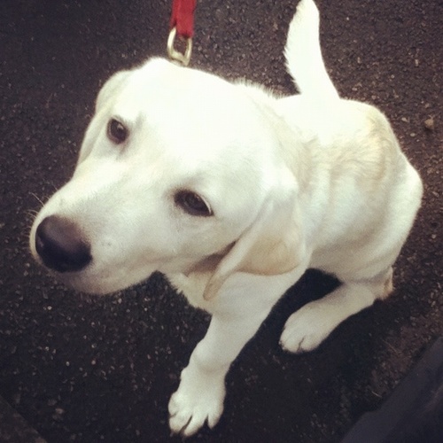 Hi, I'm Daisy, but people call me Daze | I'm a labrador :) | Love my friends @DustieDaCat & @RealJessHoran | WOOF |