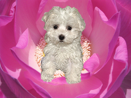 pinkperf's profile picture. eBay Powerseller: http://t.co/dkkdFbI1Pe