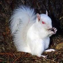 Classic Wildlife Control, East Tennessee's  best nuisance wildlife control agent. Serving Knoxville and surrounding counties Like us on Facebook