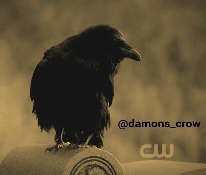 Hi, im a crow. Any Damon Salvatore can compell me. (RP)