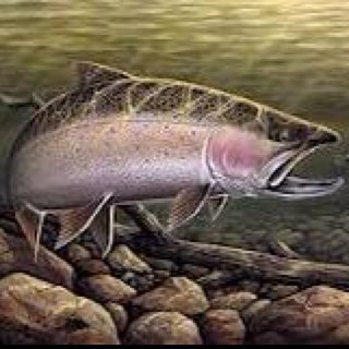 steelcoho's profile picture. 