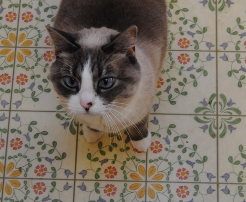 Mom to a great daughter and a herd of Cats with a husband who tolerates it all.