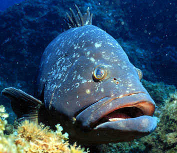 JPGjuv's profile picture. 