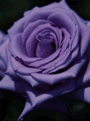 msdee127's profile picture. 