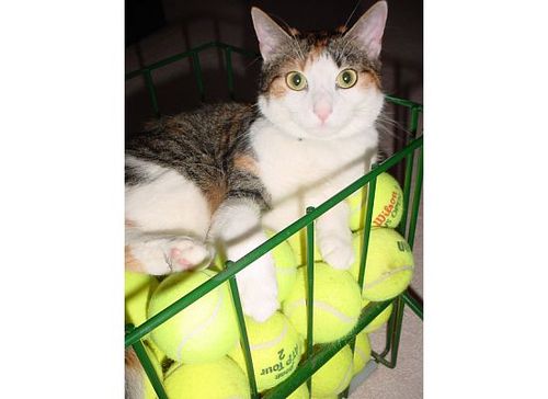 Tennis fan. Named my cat Steffi.