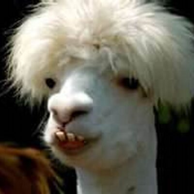 腐乱死体のノノパカちゃん Nono Tukareta Twitter