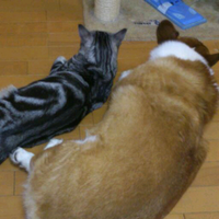 くーとら (@kuutorapure) 's Twitter Profile Photo