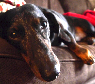 John V - Dachshund Dad, Music Lover, Combat Sport Fanatic, and hopefully good dude