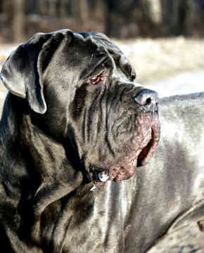 eaglepearce's profile picture. mum of 3 girls 38 years old with kearns sayers syndrom