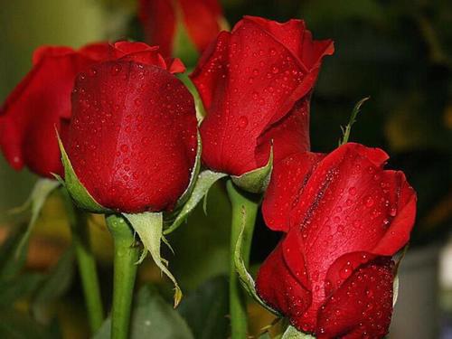SOY SOÑADORA, ROMANTICA,CARIÑOSA ME ENCANTA LOS TORONTOS Y LAS FRASES DE AMOR.NO ME GUSTA LAS MENTIRAS Y LAS FALCEDADES SOLO SIGEME SI ERES SINCERO