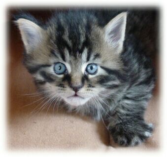 Mirko_Italy's profile picture. 