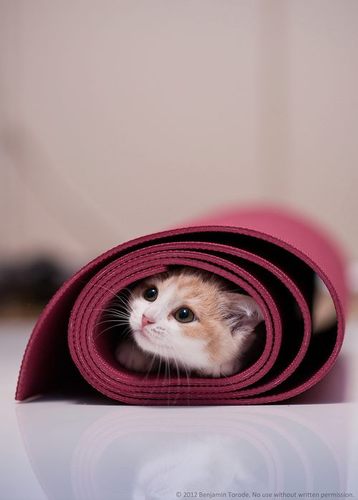 kennounko's profile picture. 