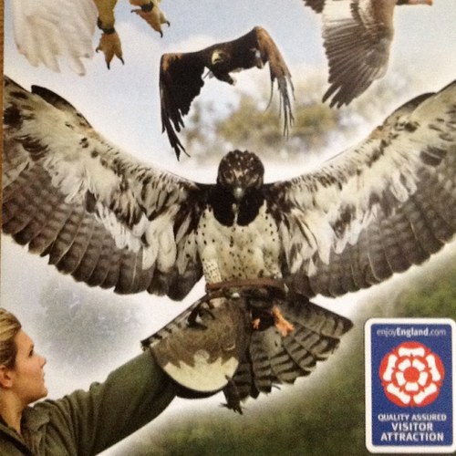 Thirsk_Falconry's profile picture. our main twitter feed is @falconry_centre