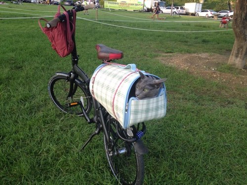 salgoo_bot's profile picture. 2009년 8월 14일생 러시안블루 살구 / 따도묘 / 영혼의 위로를 받고싶나? 나를 알현하라.