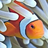 Divingcairns (@divingcairns) 's Twitter Profile