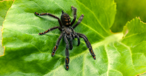 vogelspinnen's profile picture. 