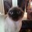 judyhankel's profile image
