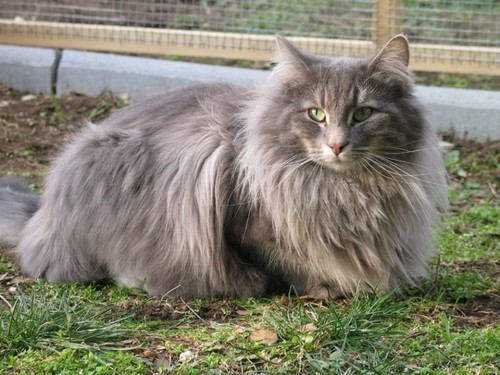Soy un gato persa inmortal. Maúllo para que me des de comer. ¡Miau!