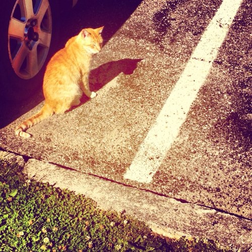 We may not be pretty on the outside, but we are some pretty cool catz and let's be real, size matters...
