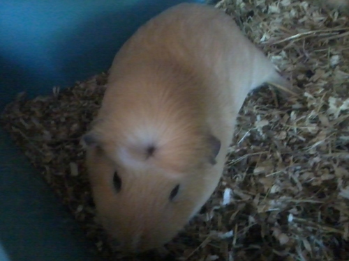 Hallo ik ben Gucci ik ben een cavia van melissa