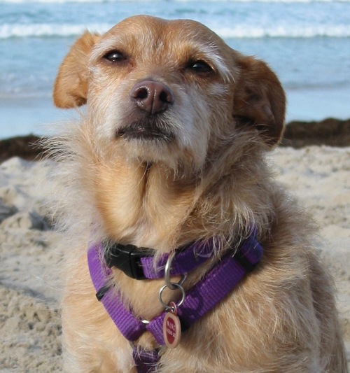 nangidog's profile picture. Norjack - Social Media Dog - World Traveler