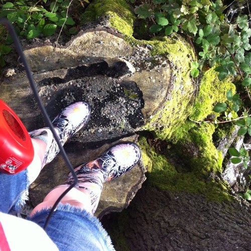 MelonTheCollie's profile picture. 