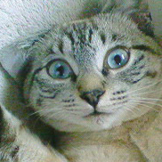 ジュディです。木曜日はフランス語でジュディ。猫好き。チーム WiRELESS