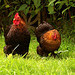 Discussion and blogs on poultry. Opinions and Comments Welcome. Cluck. Cluck.