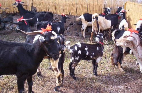 polkadotgoat73's profile picture. 