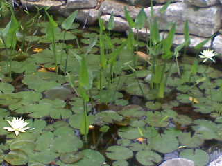 Faithpcasa's profile picture. 