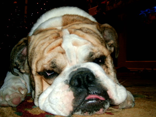 chubbsj's profile picture. 