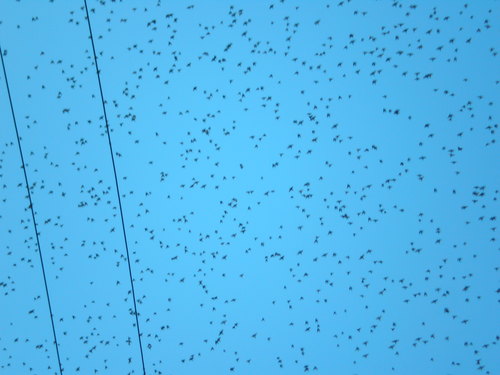 Tra cielo e terra c’è più di quel che sogna l’ornitorinco.