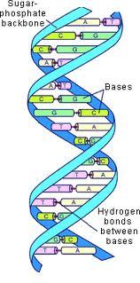 MarcusMrsD's profile picture. Marcus 9 AP/Honors Biology