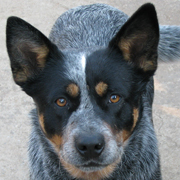 http://t.co/5RowQtTUhI is the premier information source for all things to do with the Australian Cattle Dogs. Q&A, tips & more. Also follow @CattleDogKing