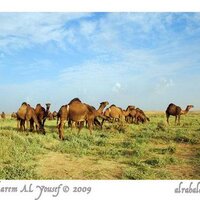 منتديات الابل الرسمي (@hjk_2007) 's Twitter Profile