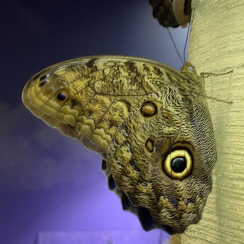 antipcontra's profile picture. 