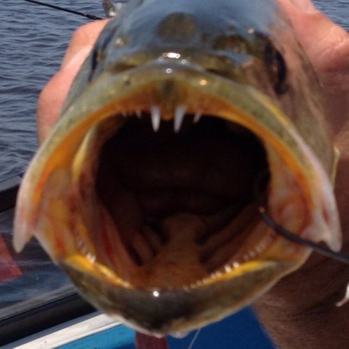 teeks71's profile picture. 