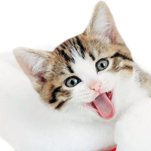 Mbd3Ksa's profile picture. 