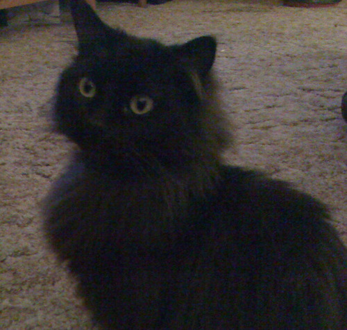 KatzeDerNacht's profile picture. Kansas cat with international aspirations. Also, I live with idiots.