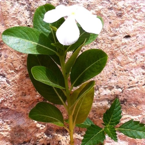 sinuheptc's profile picture. 